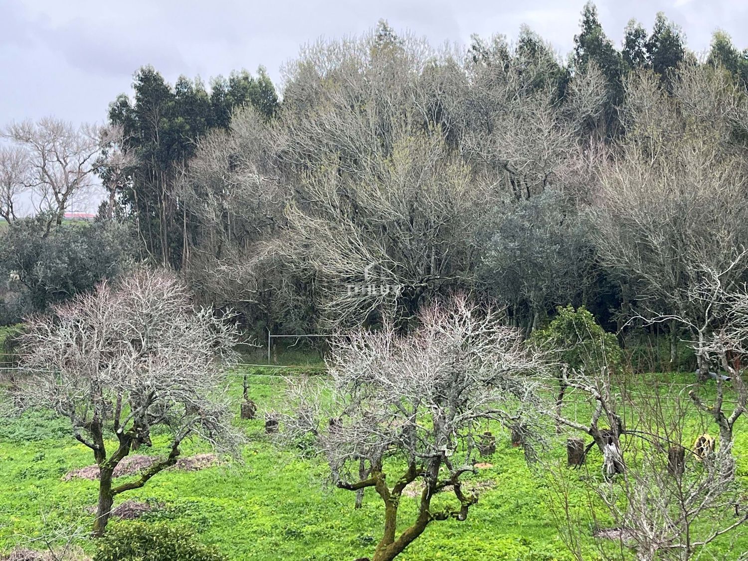 庄园出售在São Pedro de Penaferrim - 花园