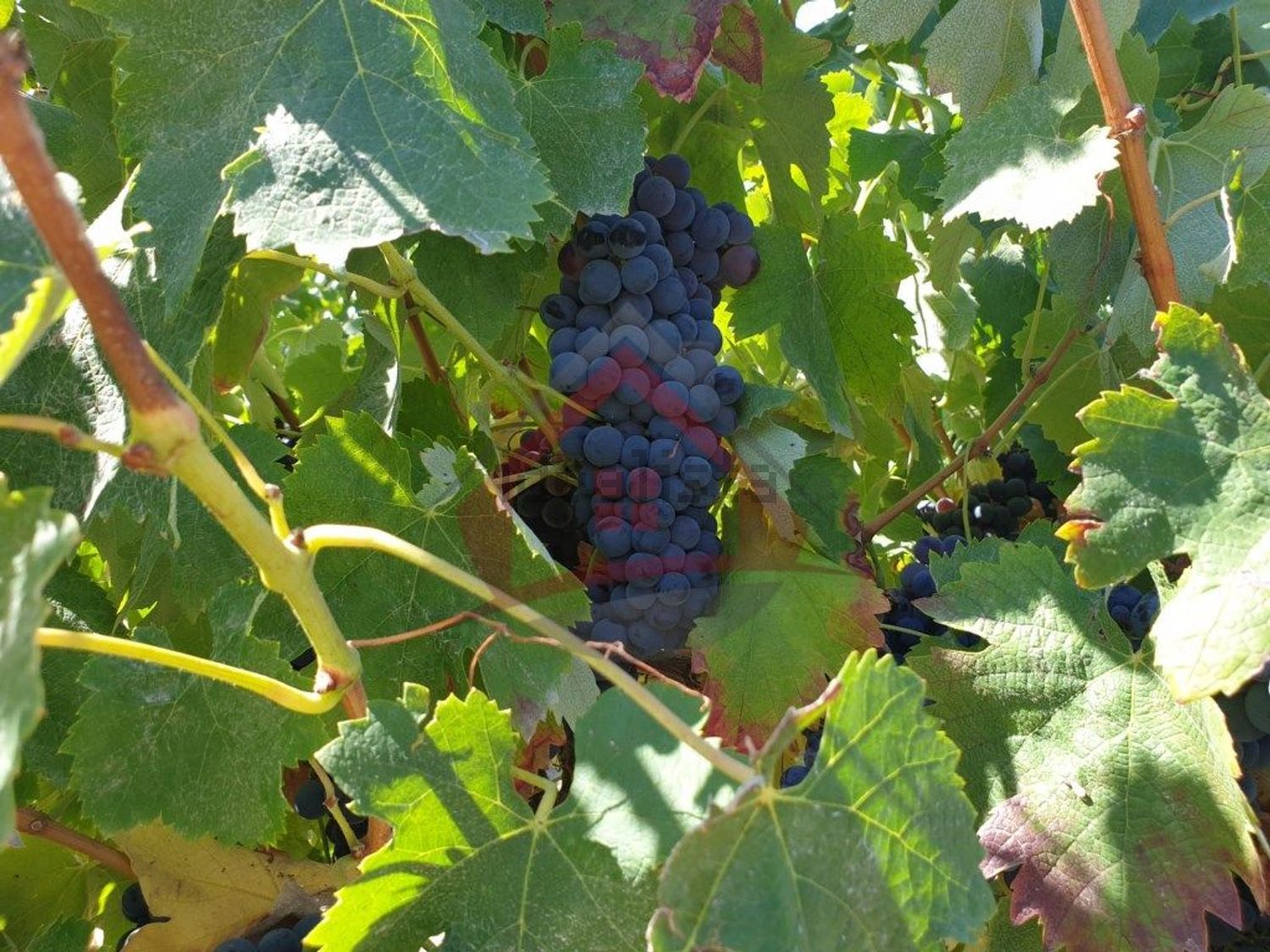 庄园出售在Largo da Fonte - 照片