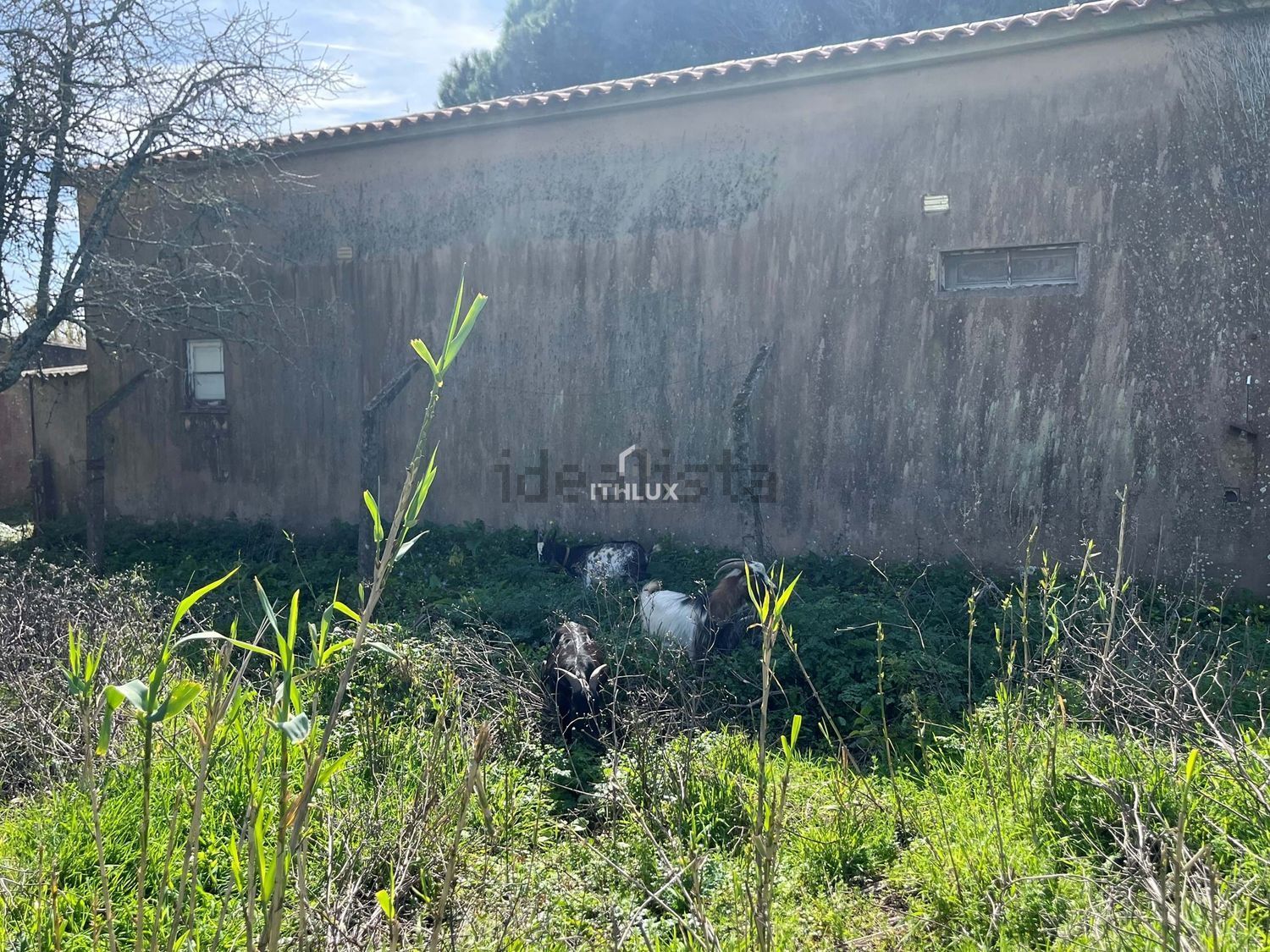 庄园出售在São Pedro de Penaferrim - 花园