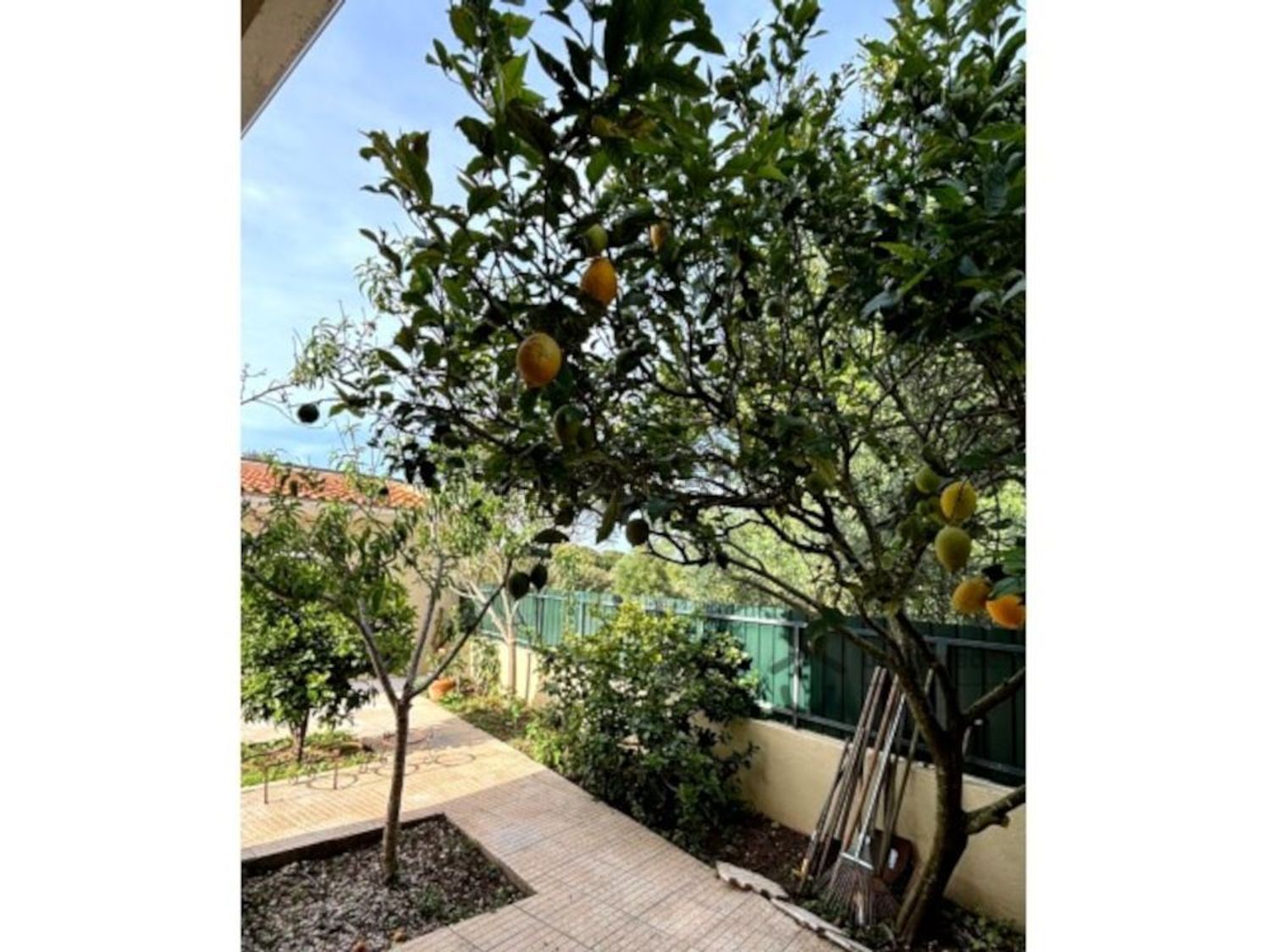 出租小楼房或独栋别墅在Praceta Susana Feitor s/n - 花园