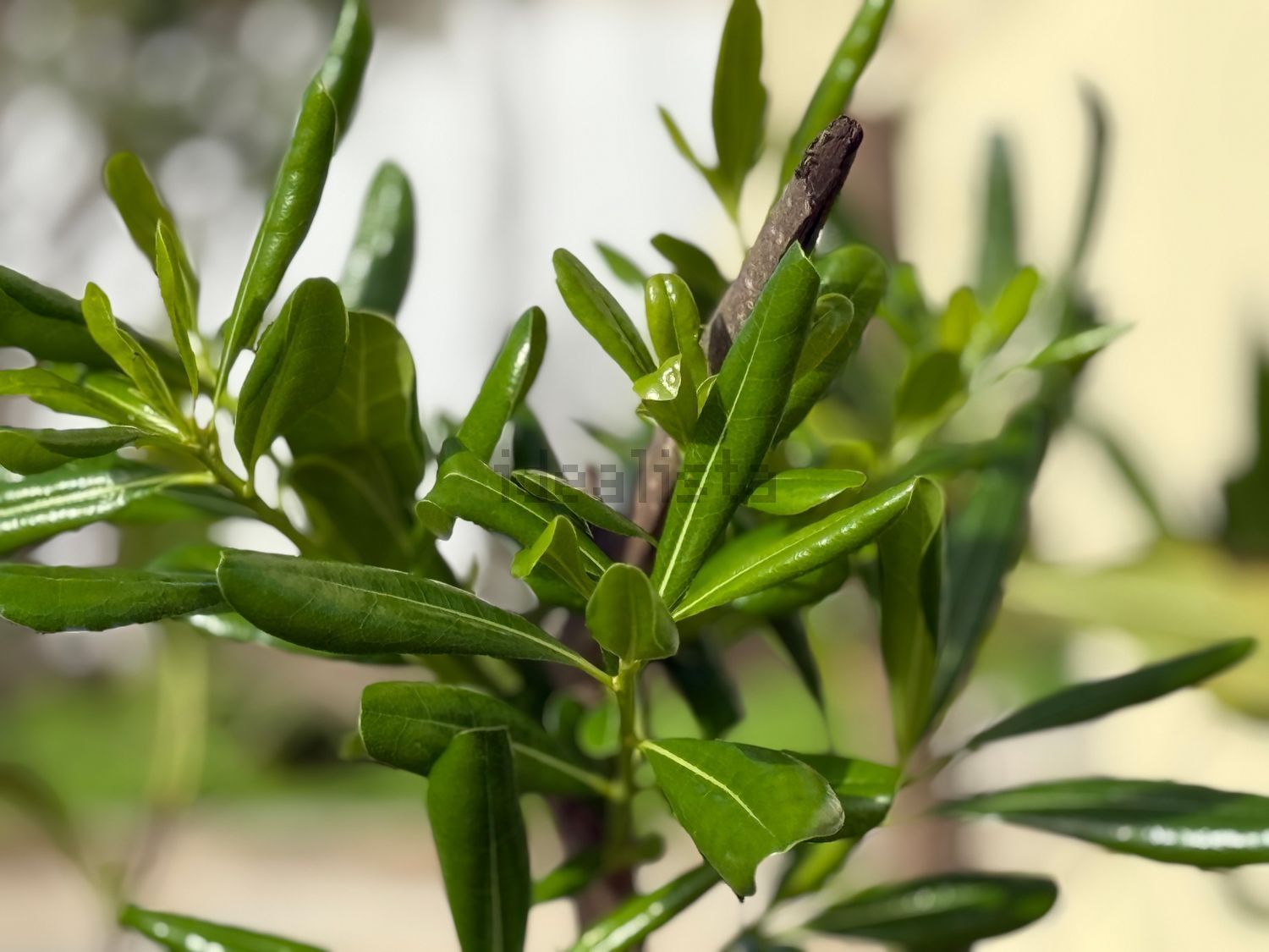 出租双拼别墅在Rua Alberto Tota - 详情