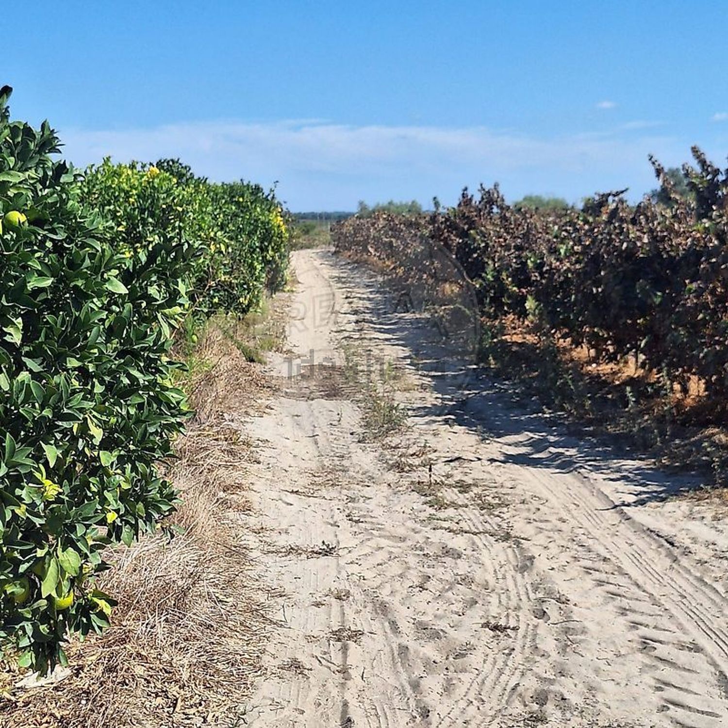 庄园出售在Poceirão e Marateca - 花园