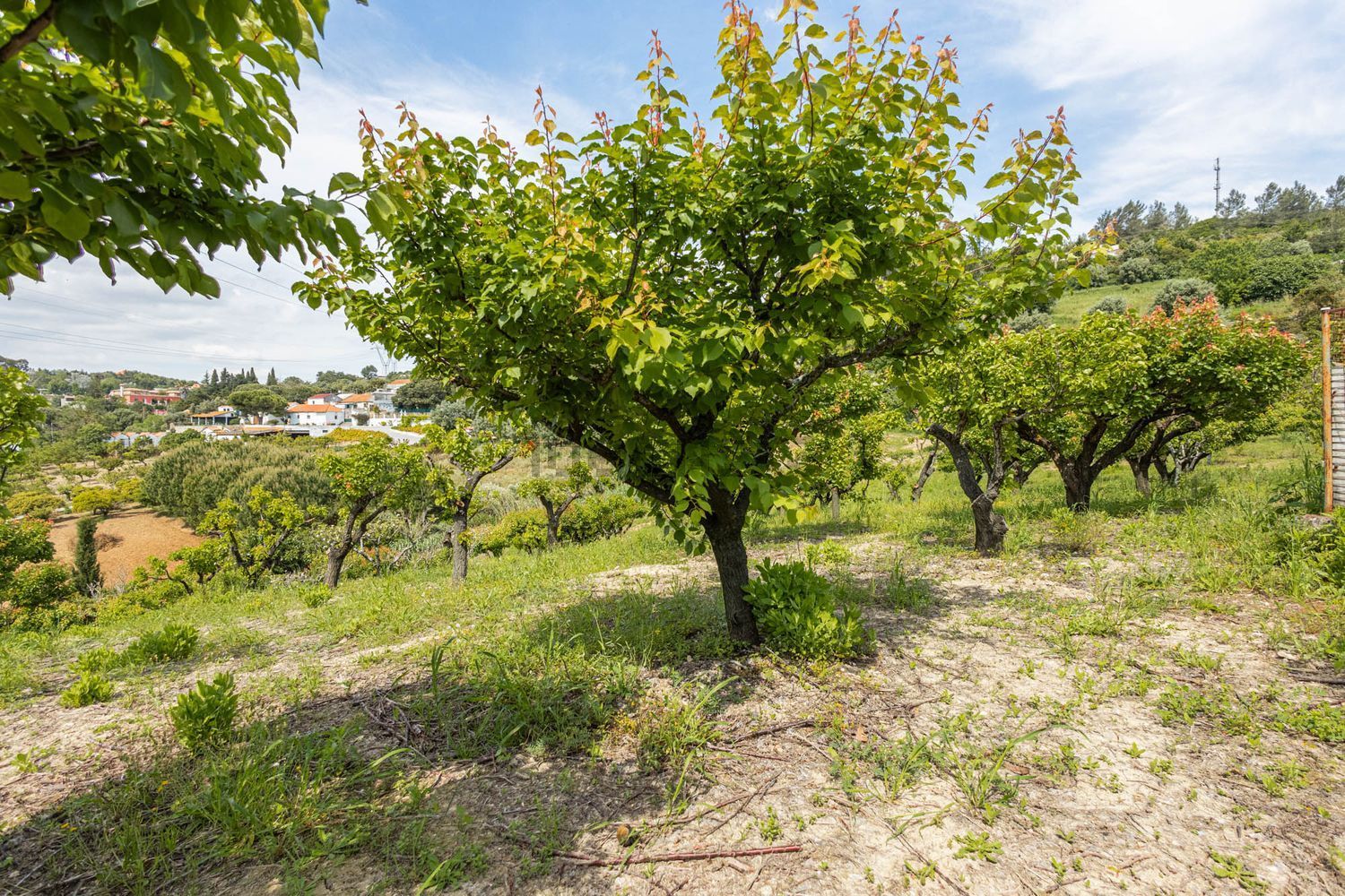 小楼房或独栋别墅出售Estr. da Serralheira de Baixo - 花园