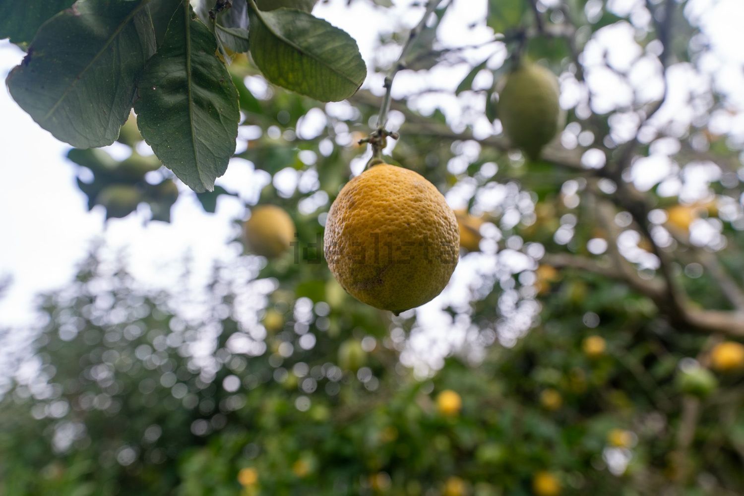小楼房或独栋别墅出售在Rua Carreira da Corsa, 28 - 照片