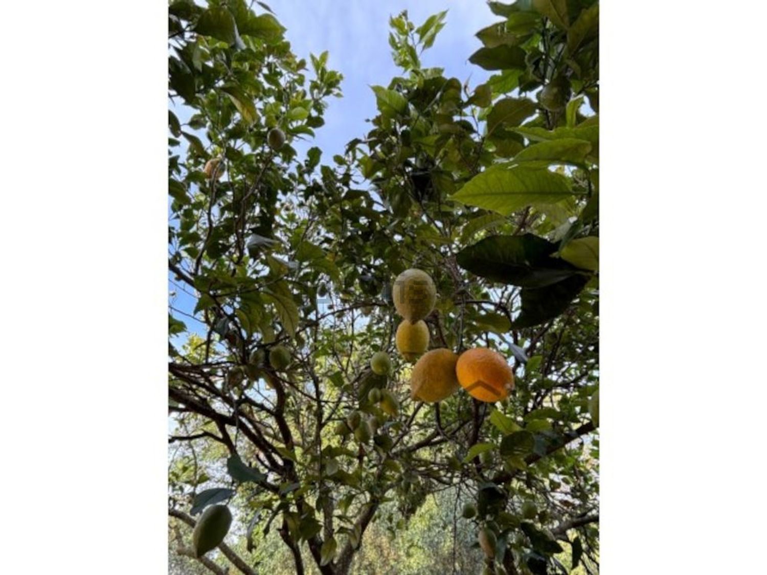 出租小楼房或独栋别墅在Praceta Susana Feitor s/n - 花园