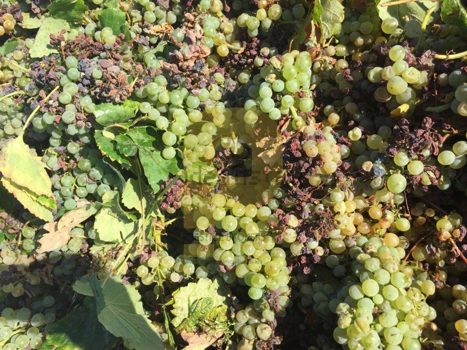 庄园出售在Poceirão e Marateca - 花园