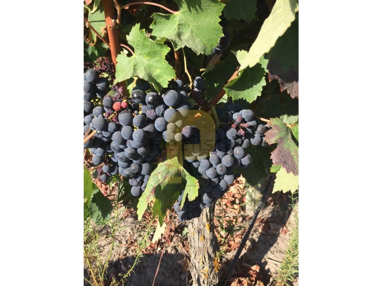 庄园出售在Poceirão e Marateca - 照片