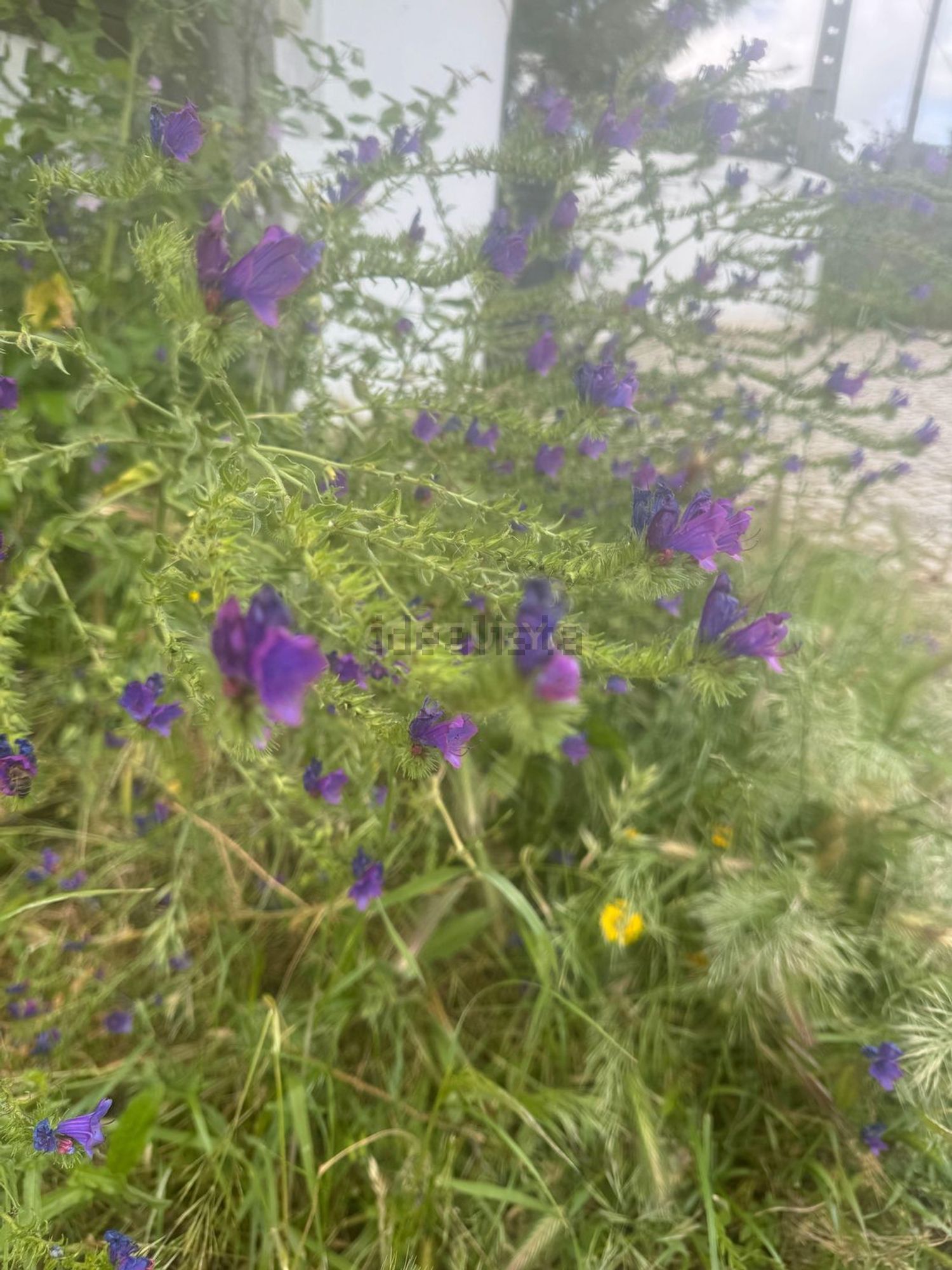 农庄出售在Estrada de Miraventos, 12 - 花园