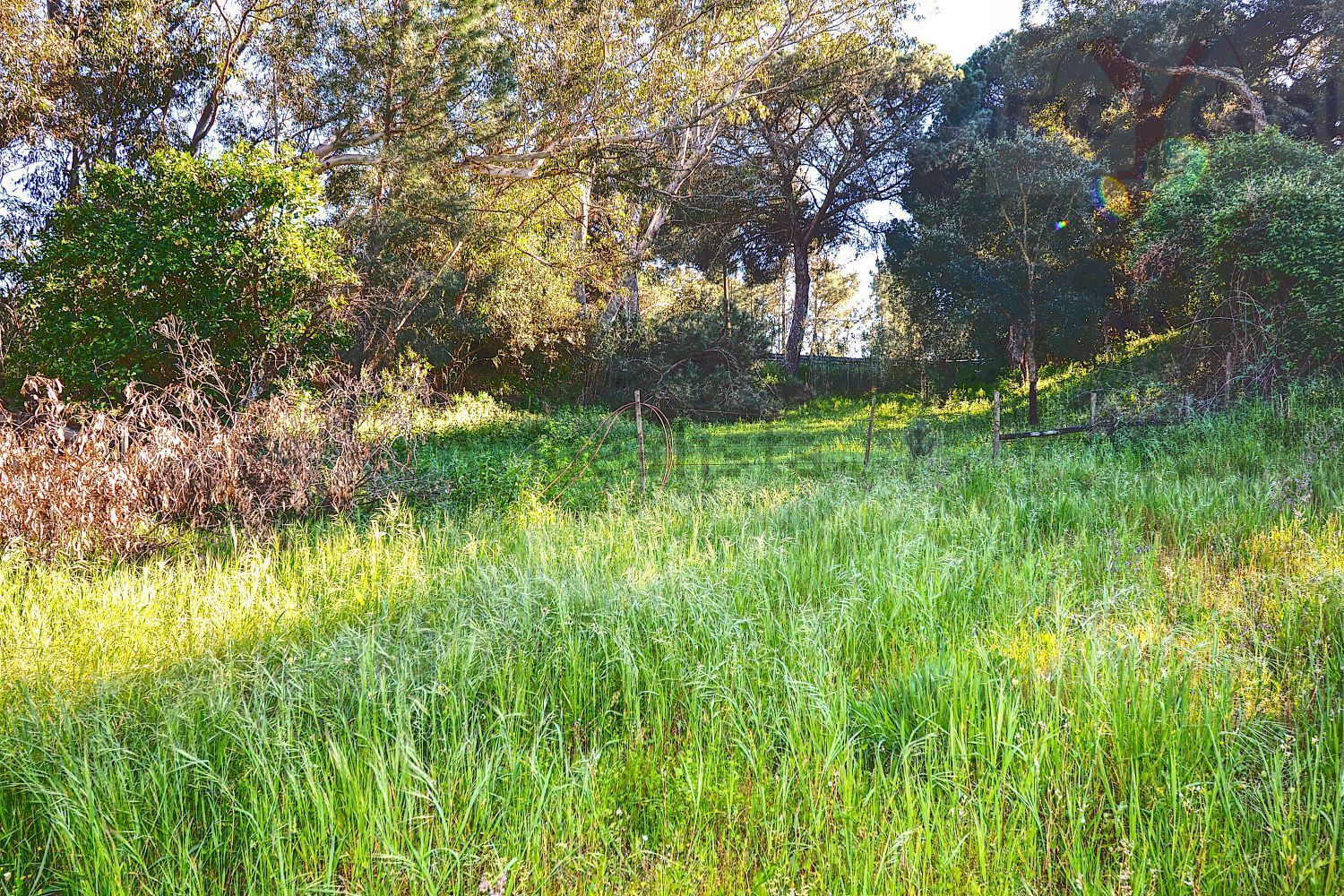 庄园出售在Melides - 花园