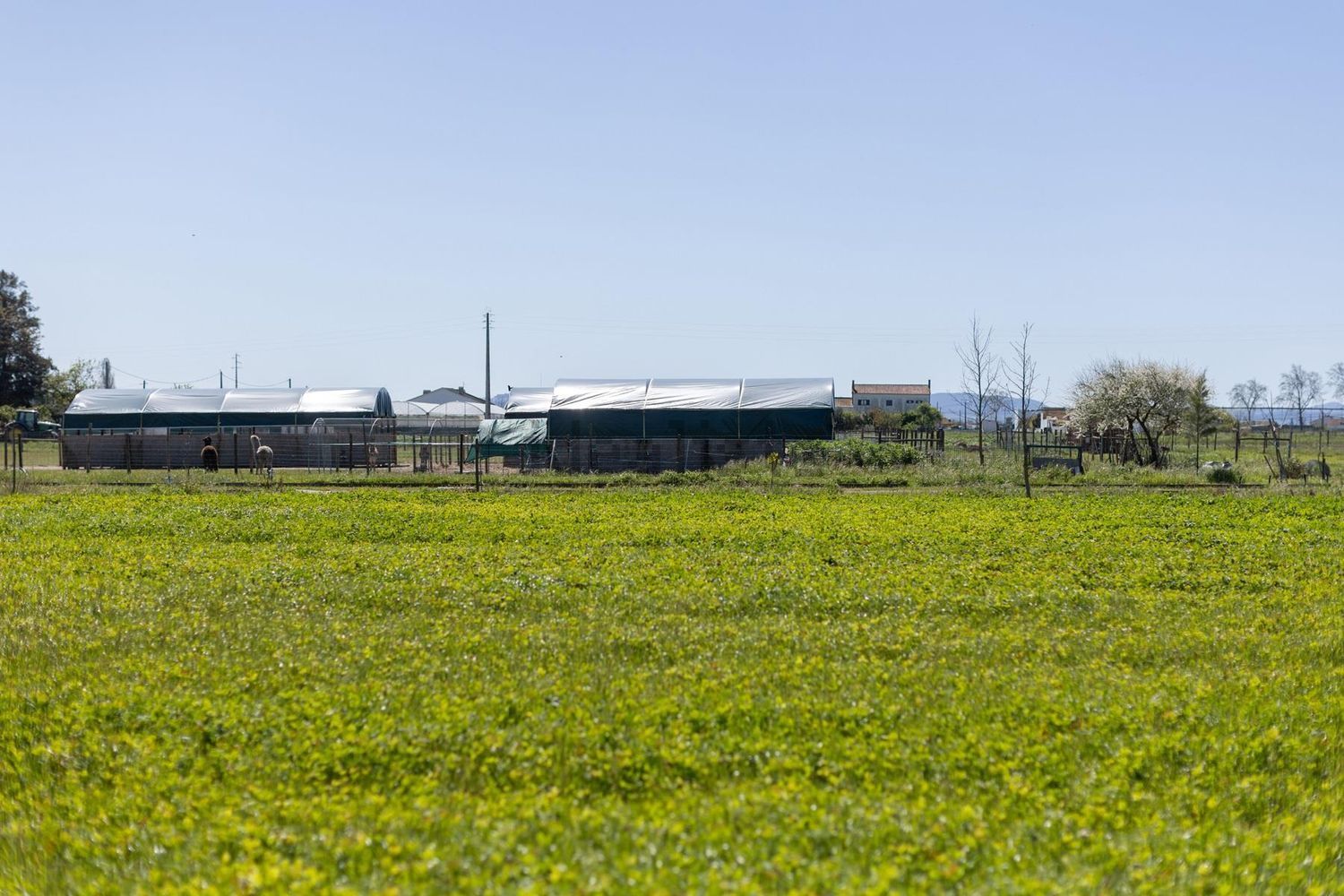 农庄出售在Estrada Vale Porrim s/n - 花园