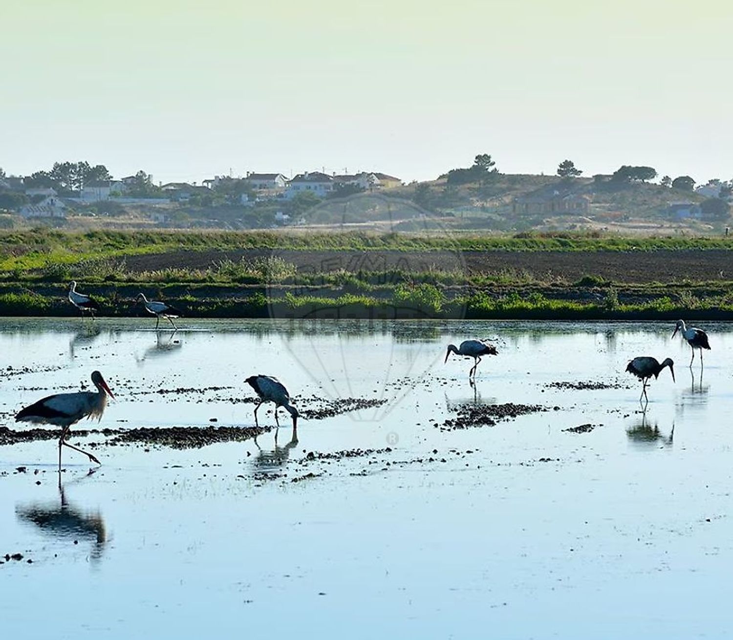 小楼房或独栋别墅出售Er261 - 视线