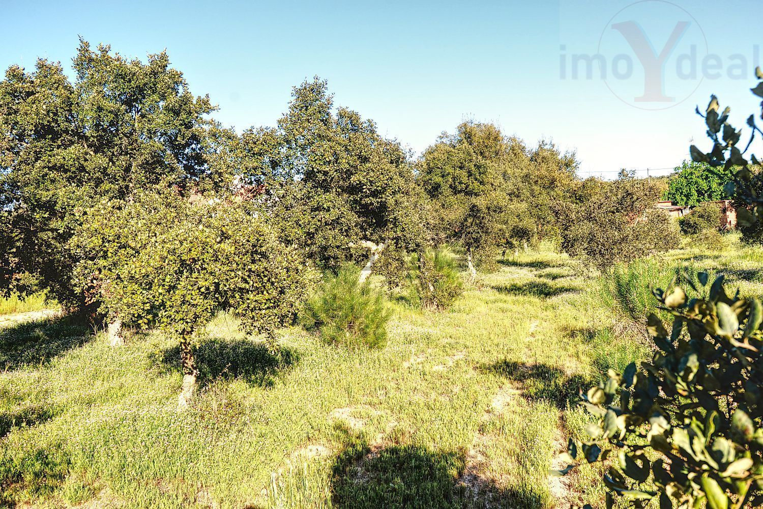 庄园出售在Melides - 花园