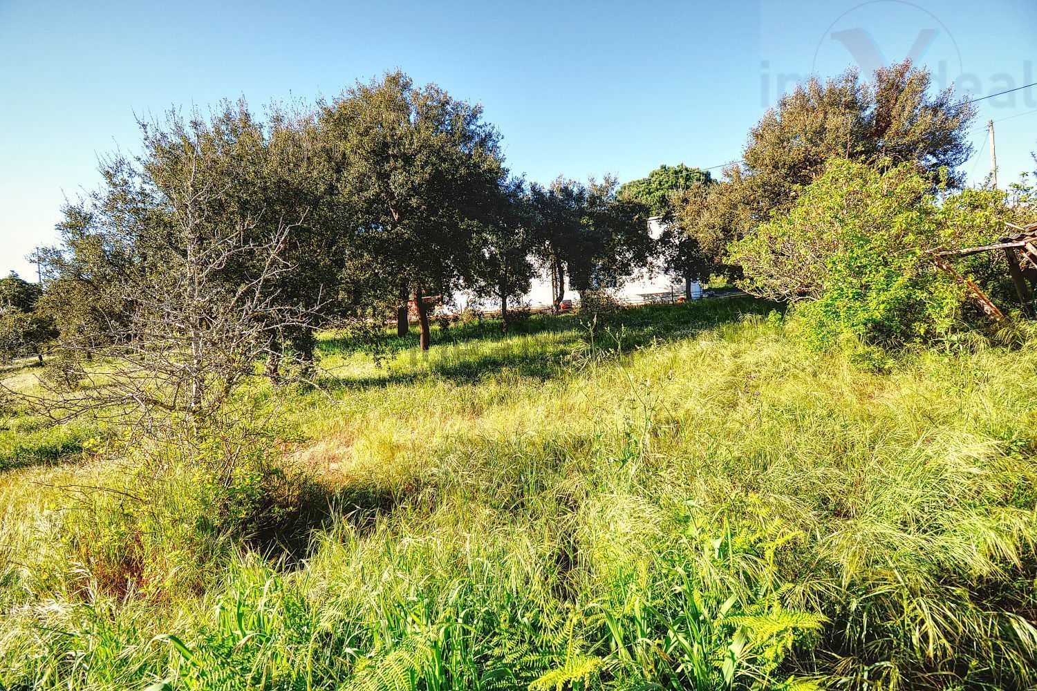 庄园出售在Melides - 花园