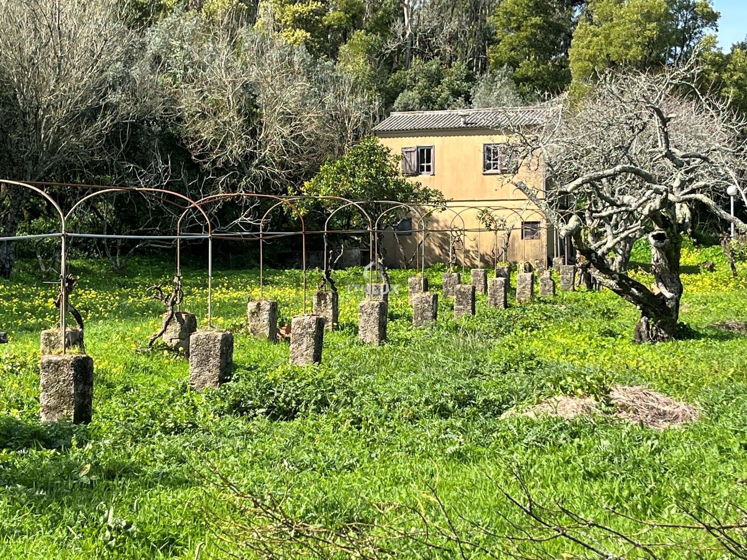 庄园出售在São Pedro de Penaferrim - 花园