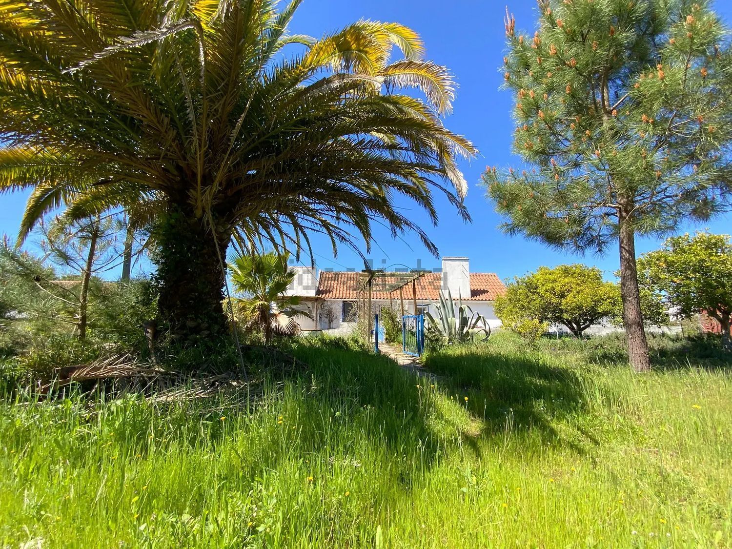 小楼房或独栋别墅出售Grandola - 花园