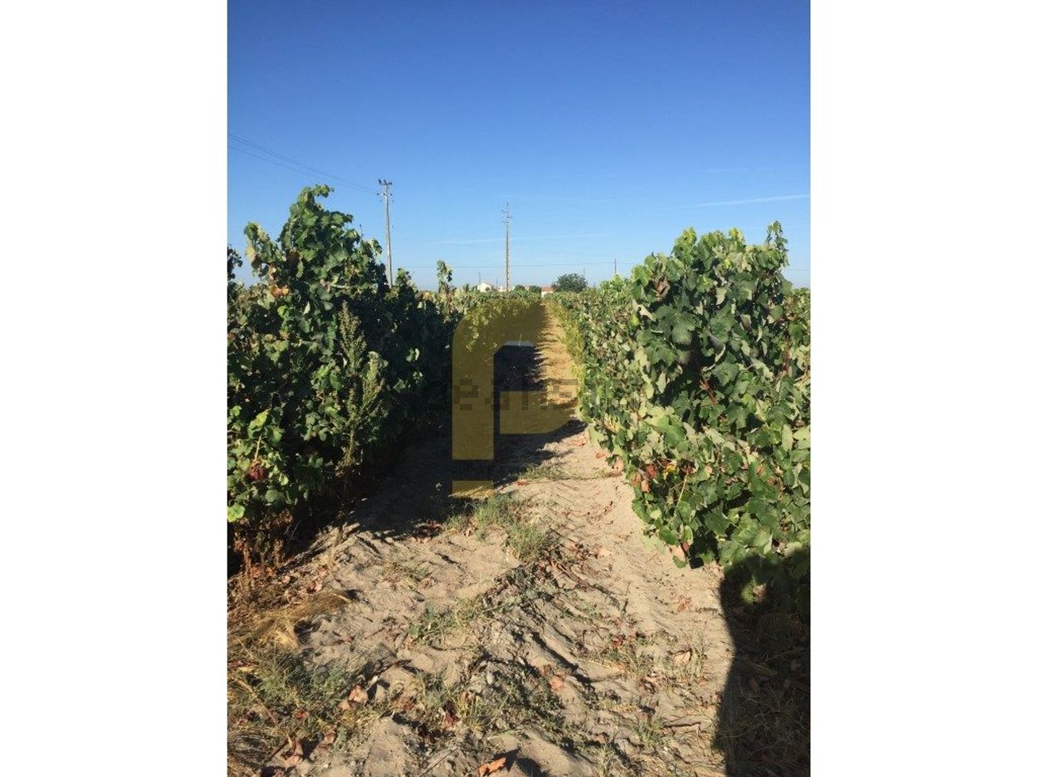 庄园出售在Poceirão e Marateca - 花园