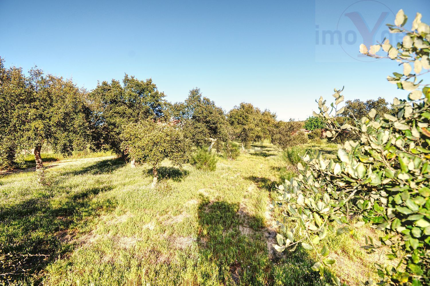 庄园出售在Melides - 花园