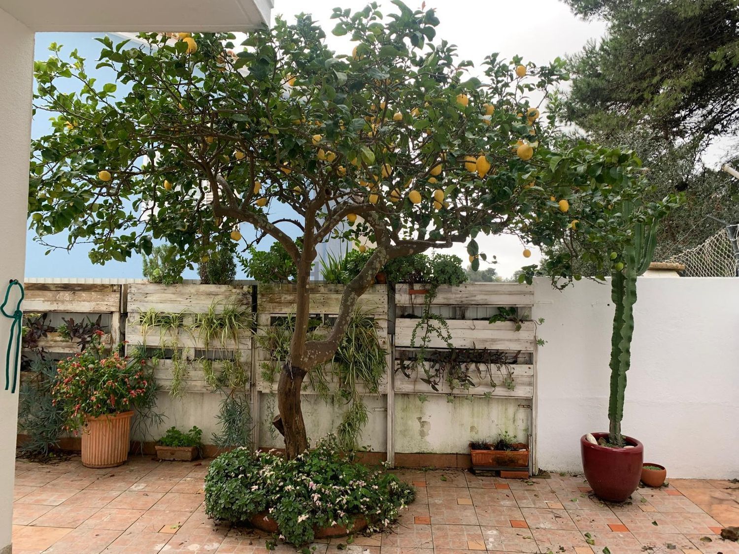 出租双拼别墅Calçada 1º de Dezembro, 142 - 院子