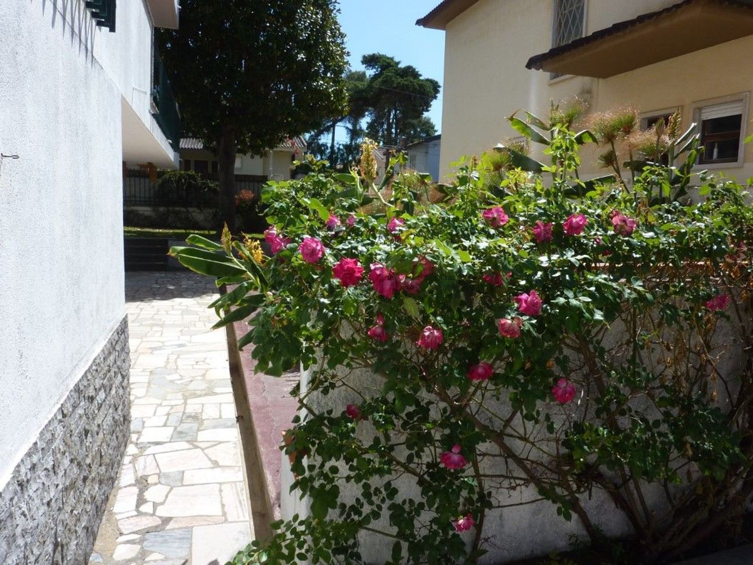 出租小楼房或独栋别墅在Centro de Cascais - 花园