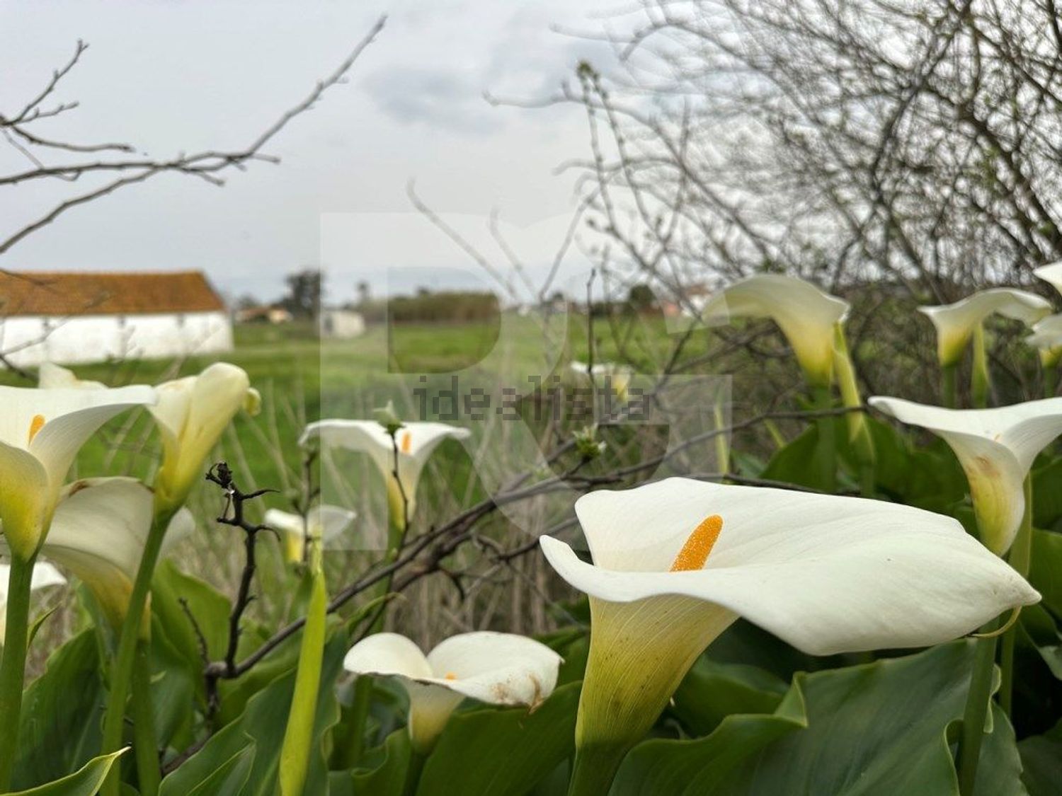 小楼房或独栋别墅出售在Atalaia e Alto Estanqueiro - Jardia - 照片