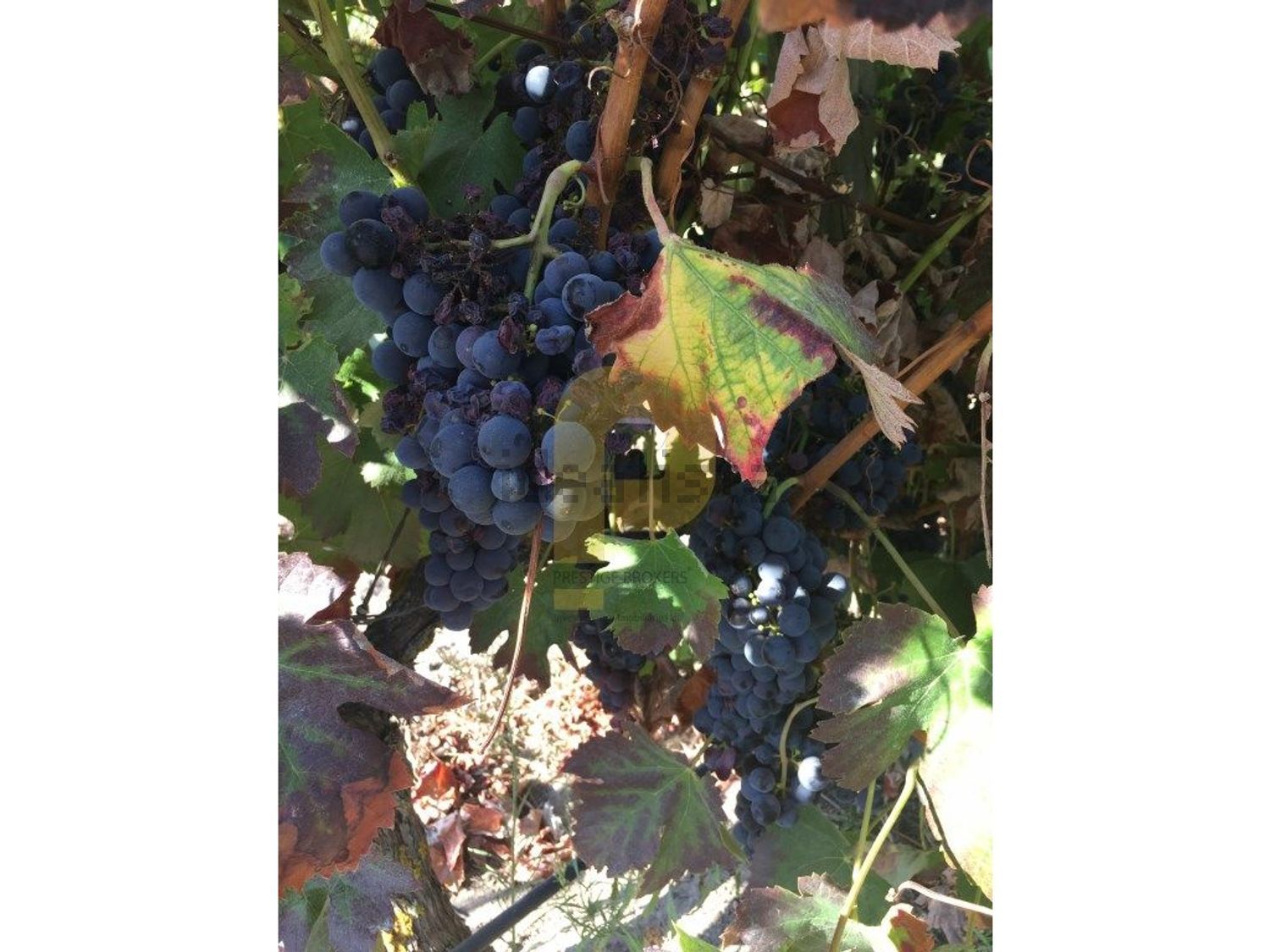 庄园出售在Poceirão e Marateca - 花园