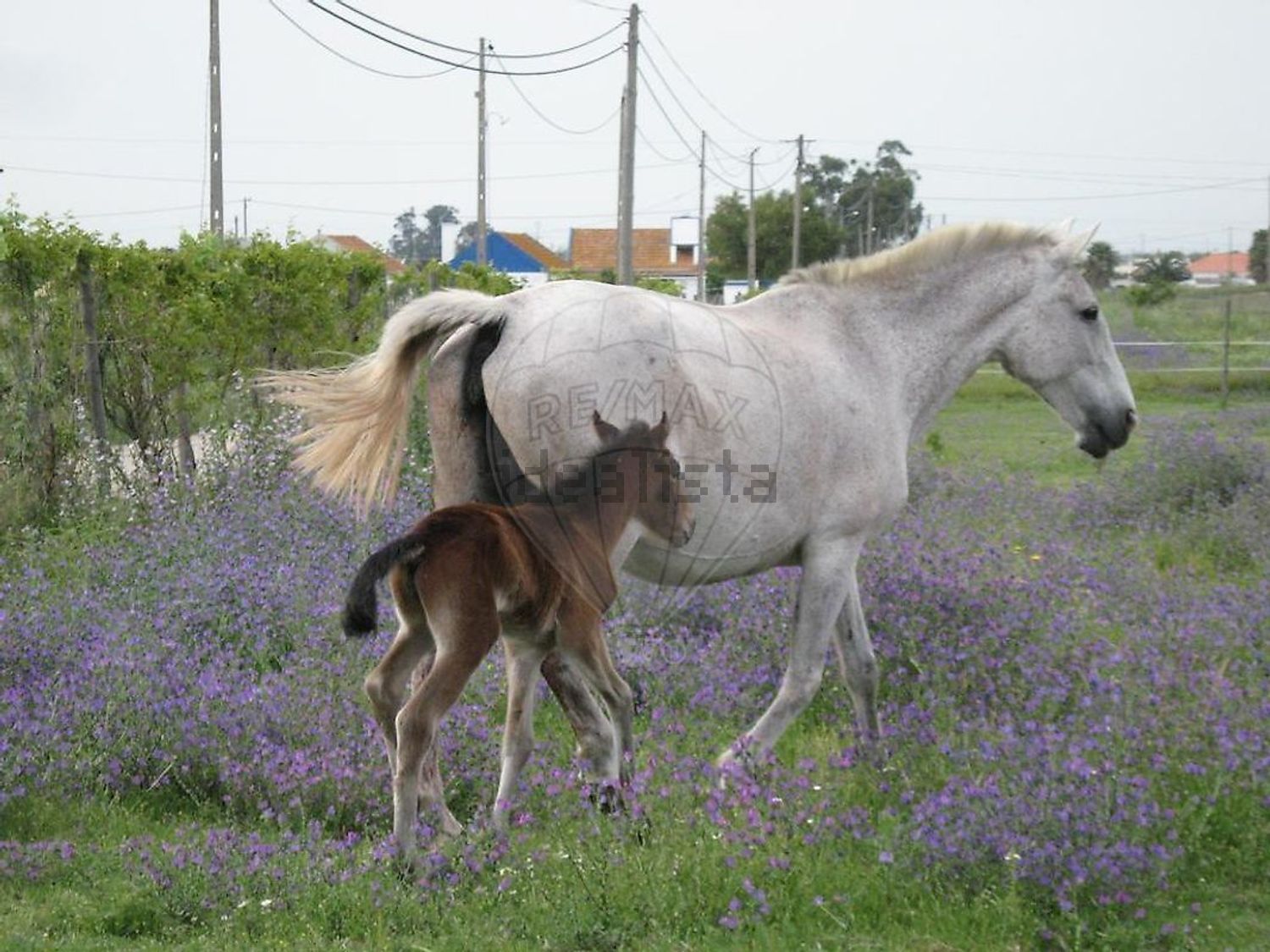 庄园出售在Rua António Roldão - 花园