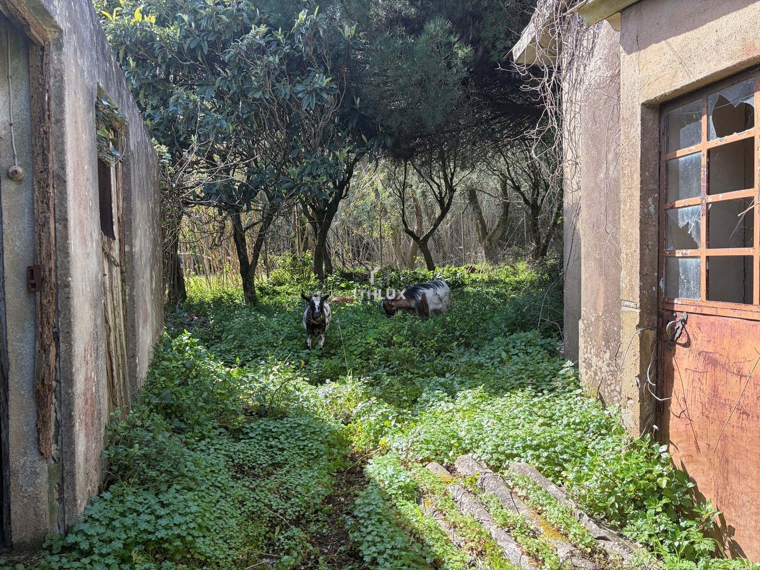 庄园出售在São Pedro de Penaferrim - 花园