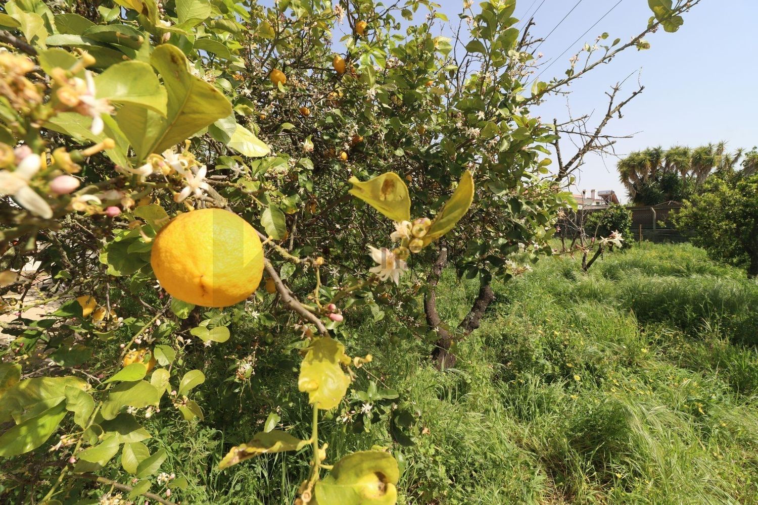小楼房或独栋别墅出售在Rua António Aleixo - 花园