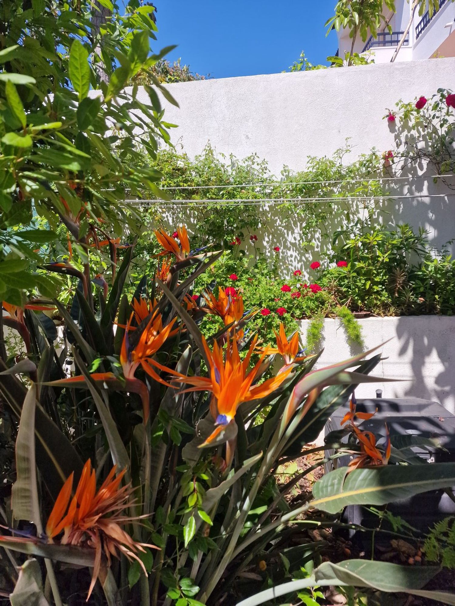 双拼别墅出售在Rua Fernando Namora, 6 - 花园