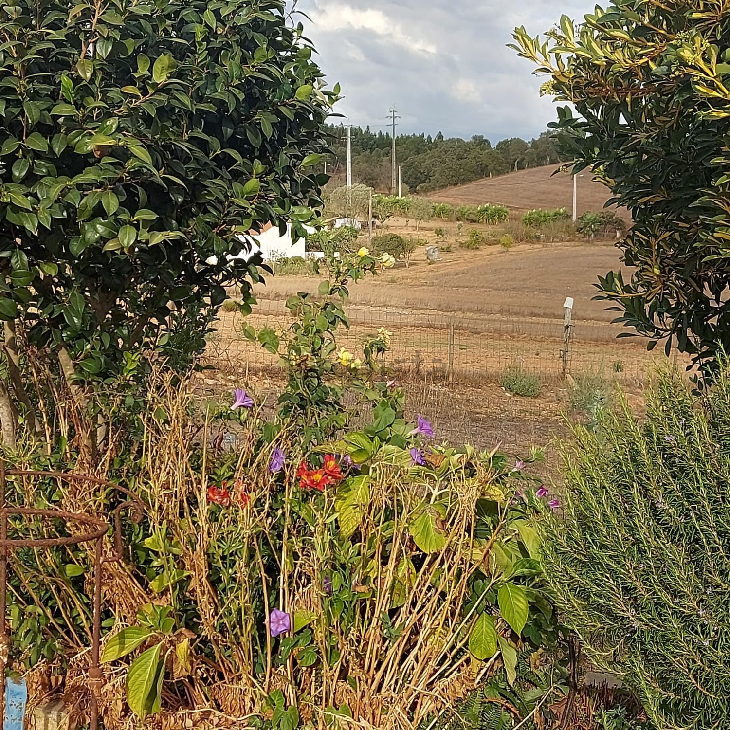 阿连特茹山出售Zona rural de Cercal do Alentejo Zonarural - 花园