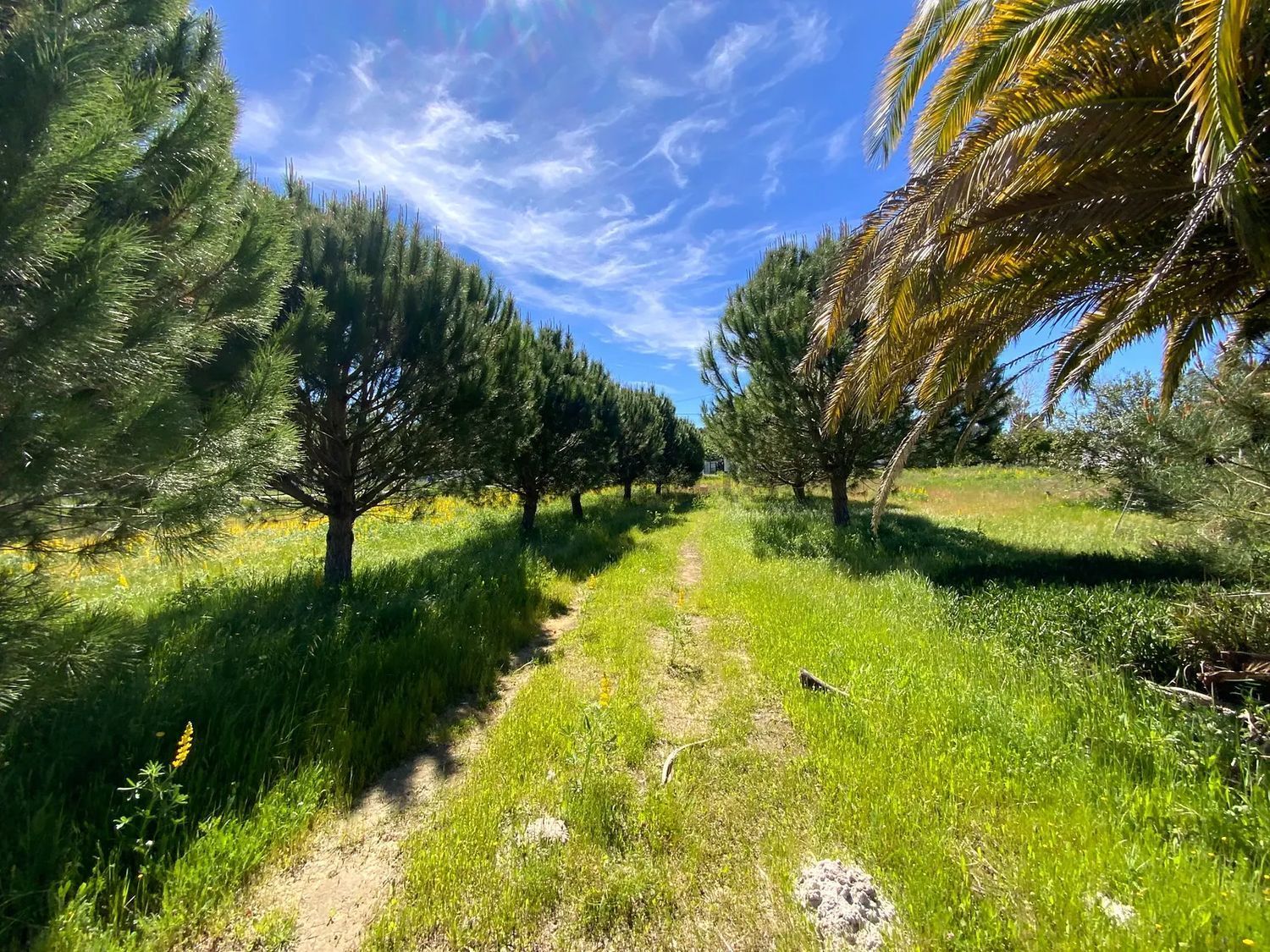 小楼房或独栋别墅出售Grandola - 花园