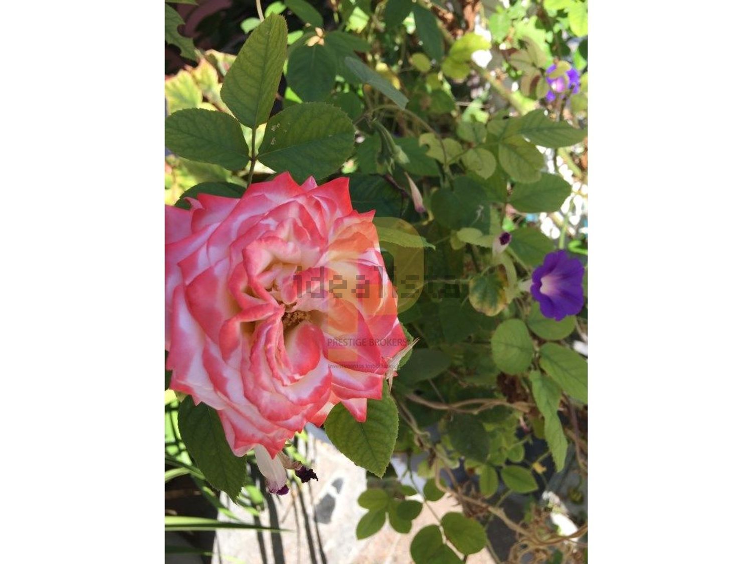 庄园出售在Poceirão e Marateca - 花园