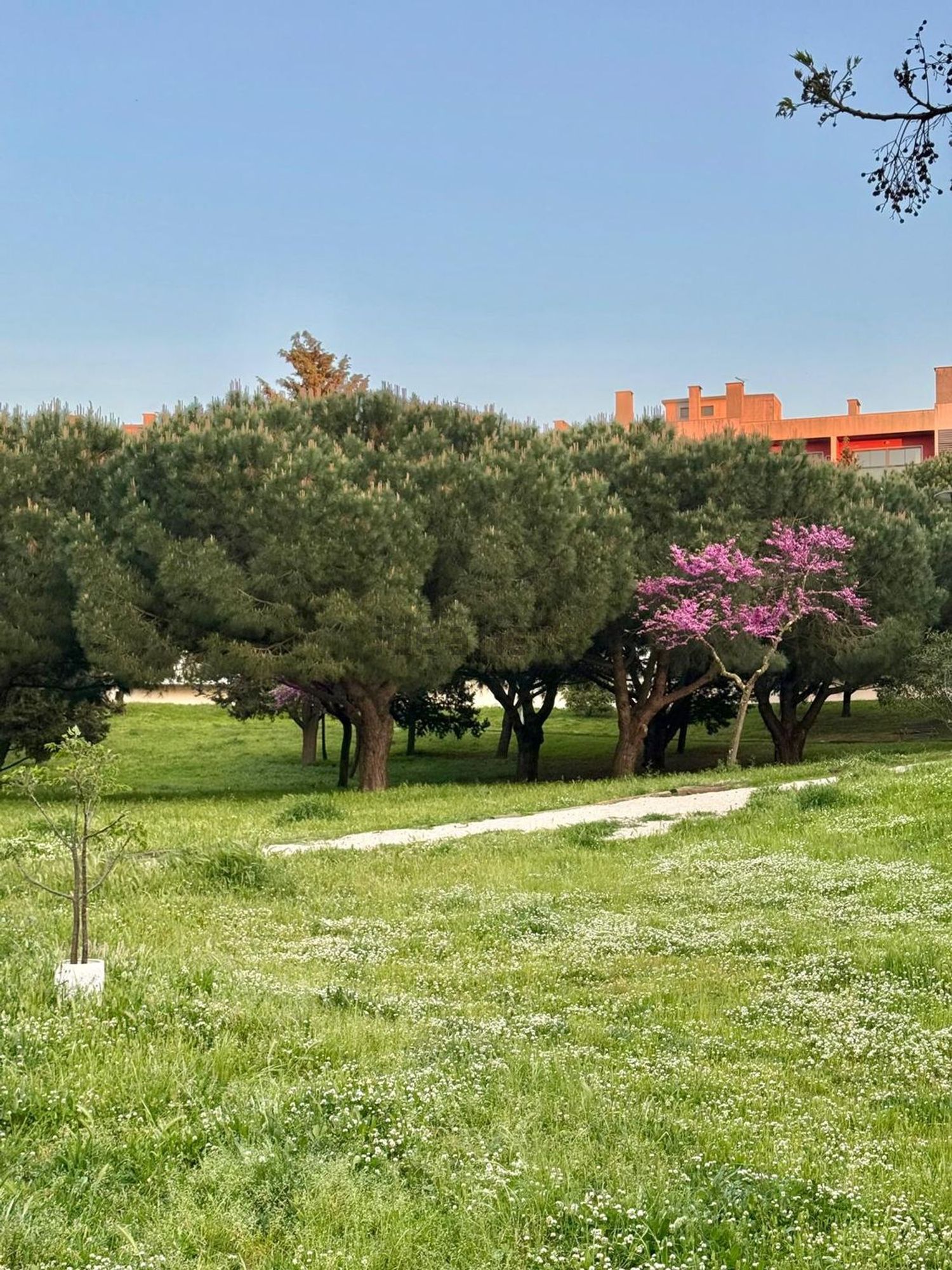 出租公寓 t3在Praceta Francisco Pulido Valente - 花园