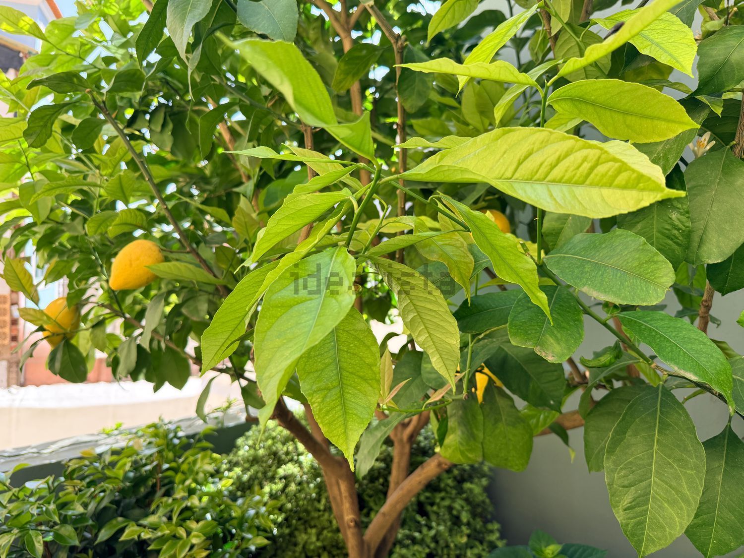 公寓 t2出售在Rua da Verónica - 花园