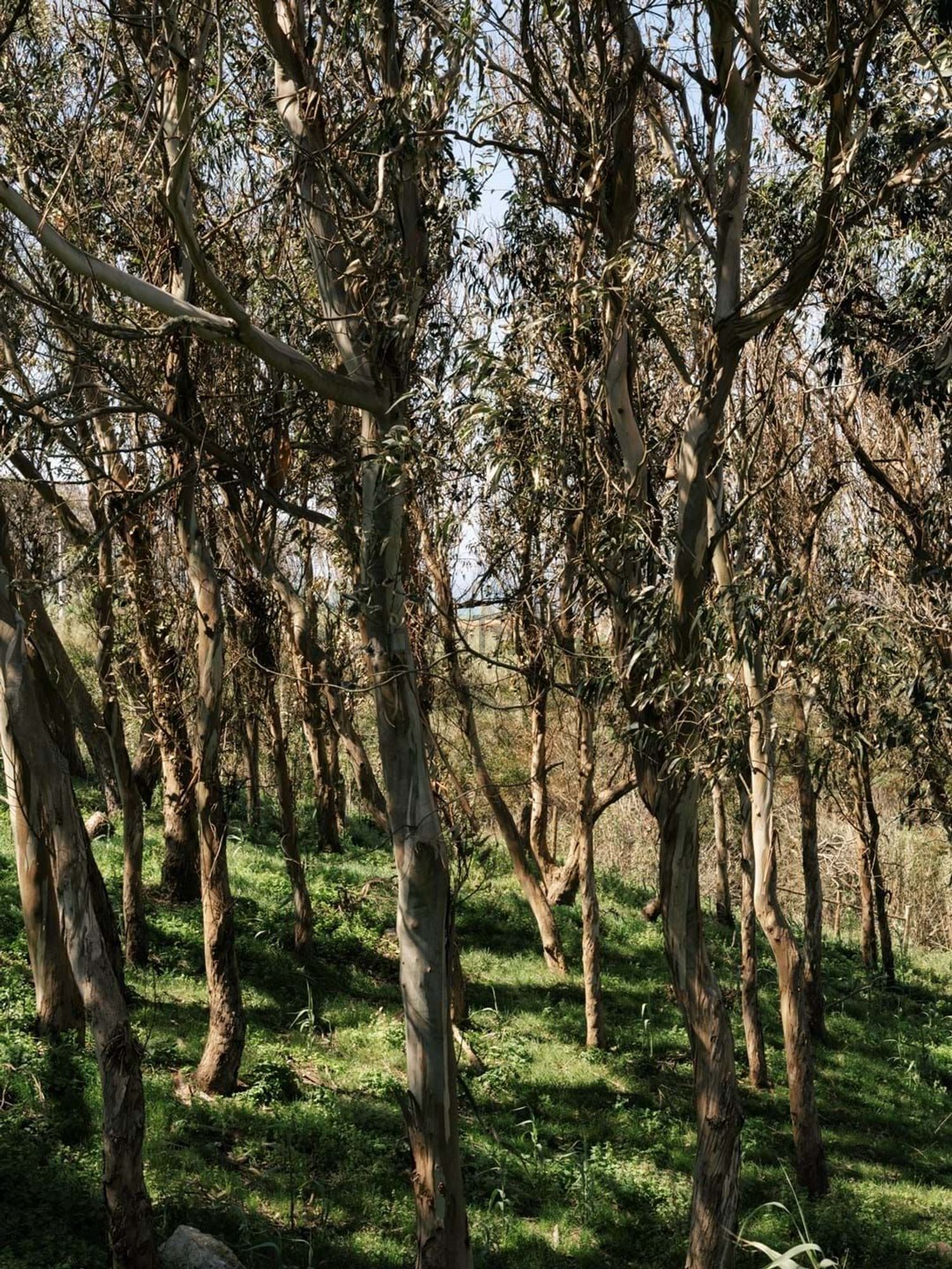 小楼房或别墅出售在Azenhas do Mar - Praia das Maças - Praia Grande - 花园