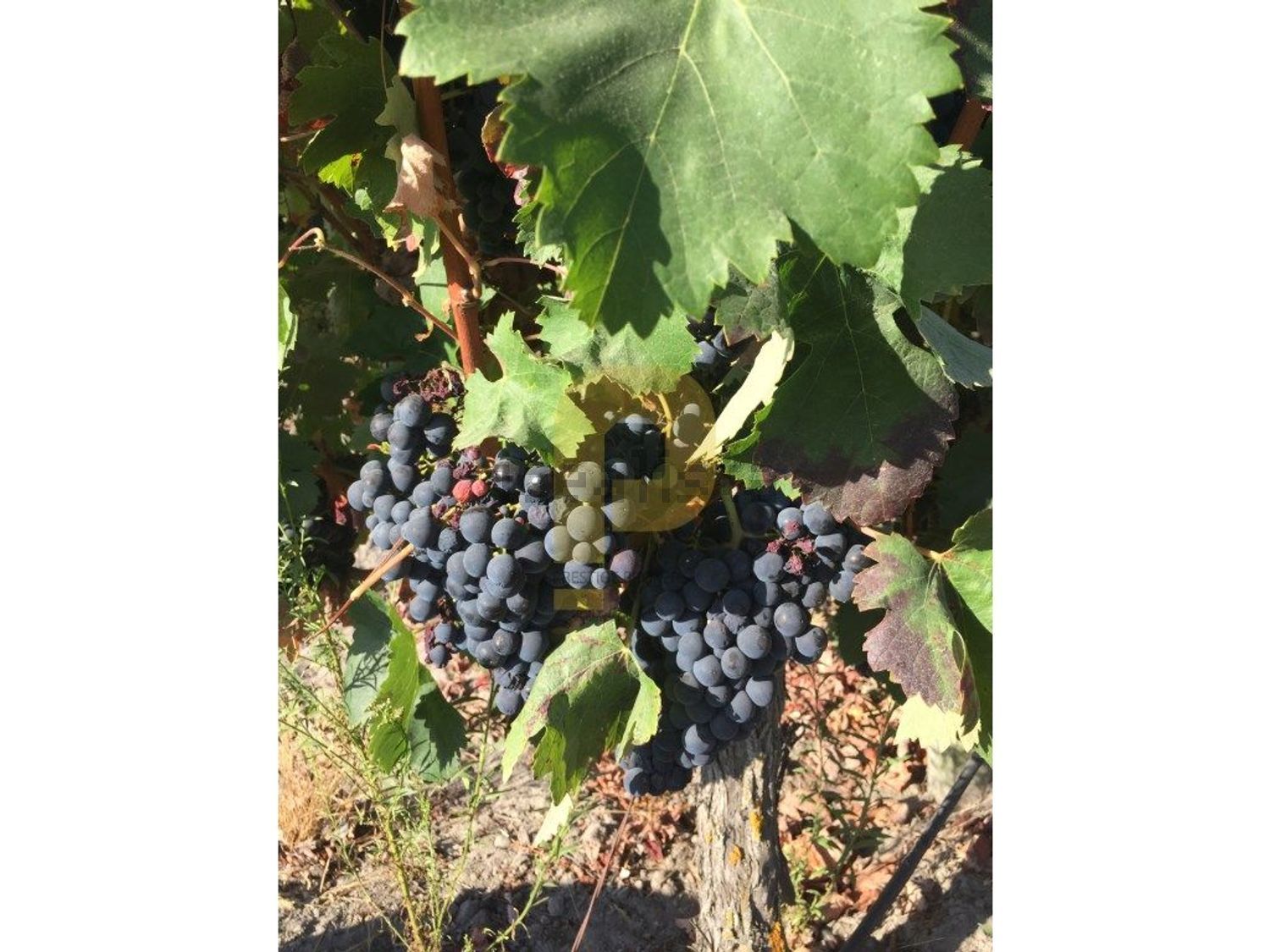 庄园出售在Poceirão e Marateca - 花园