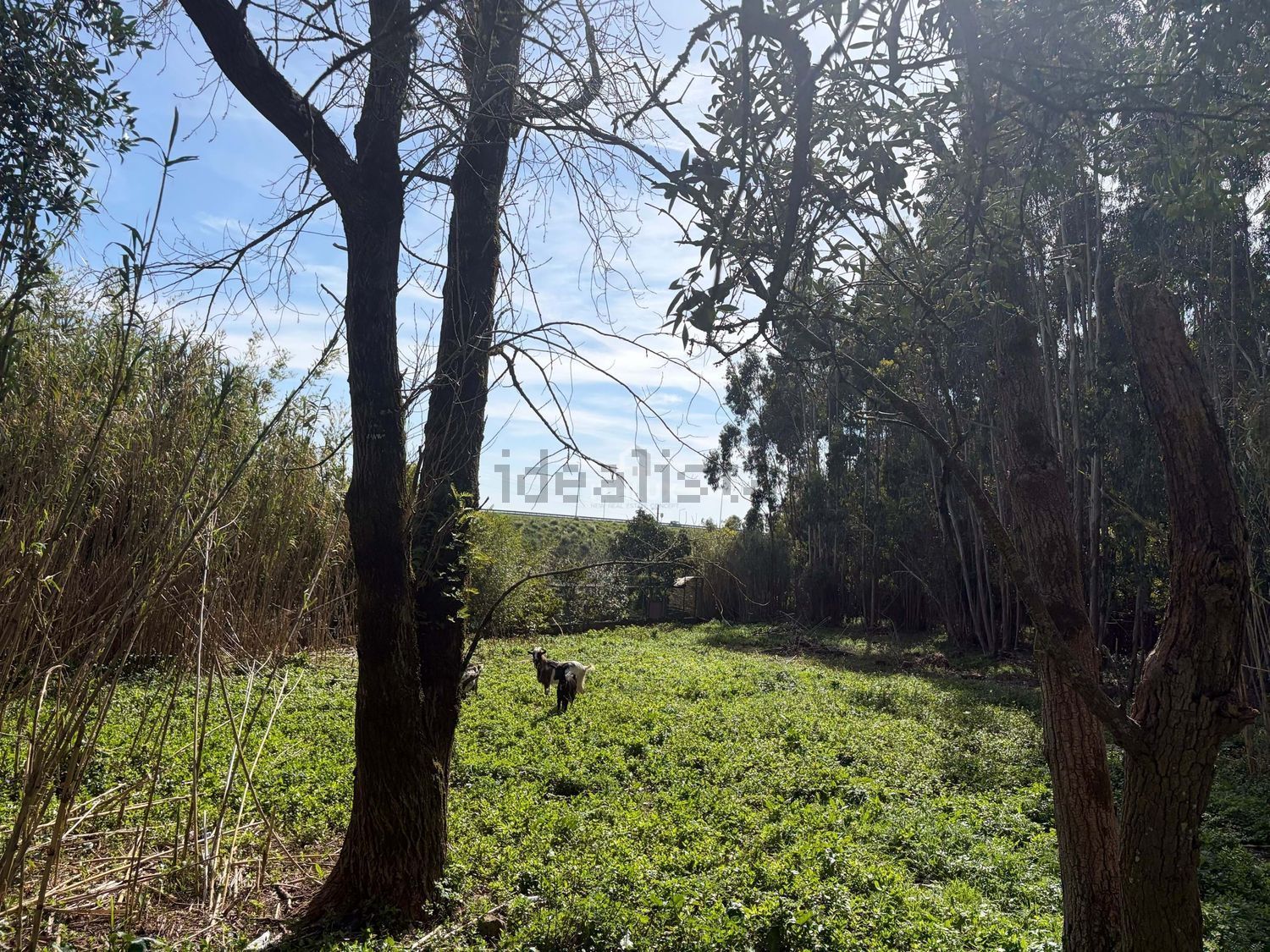 庄园出售在São Pedro de Penaferrim - 花园