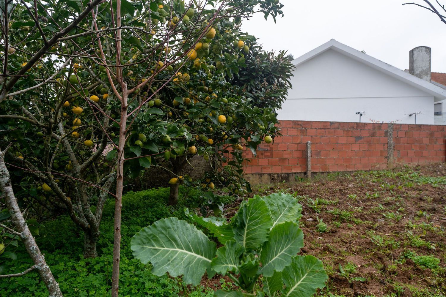 小楼房或独栋别墅出售在Rua Carreira da Corsa, 28 - 花园