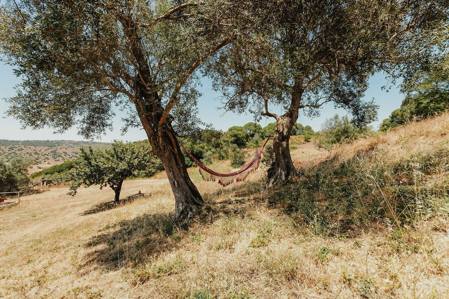 庄园出售在Estrada do Vale dos Barris - 花园