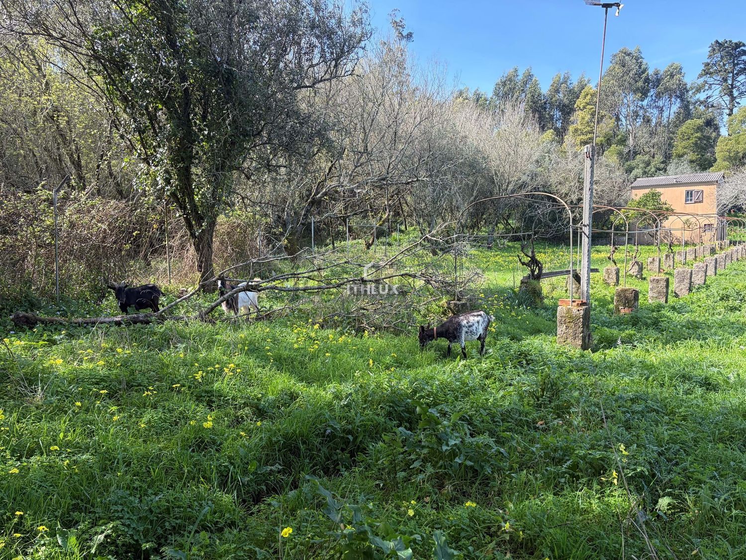 庄园出售在São Pedro de Penaferrim - 花园