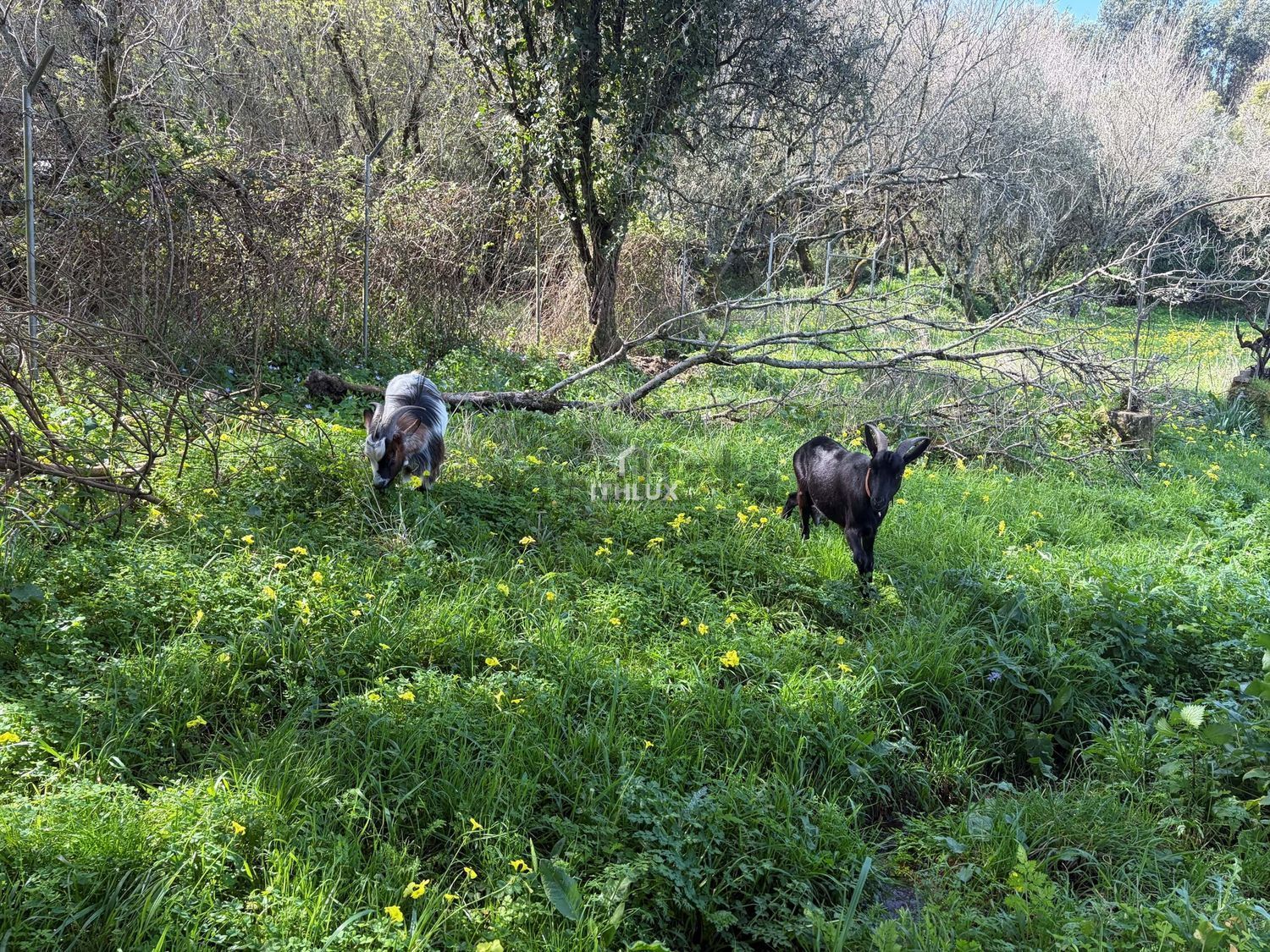 庄园出售在São Pedro de Penaferrim - 花园