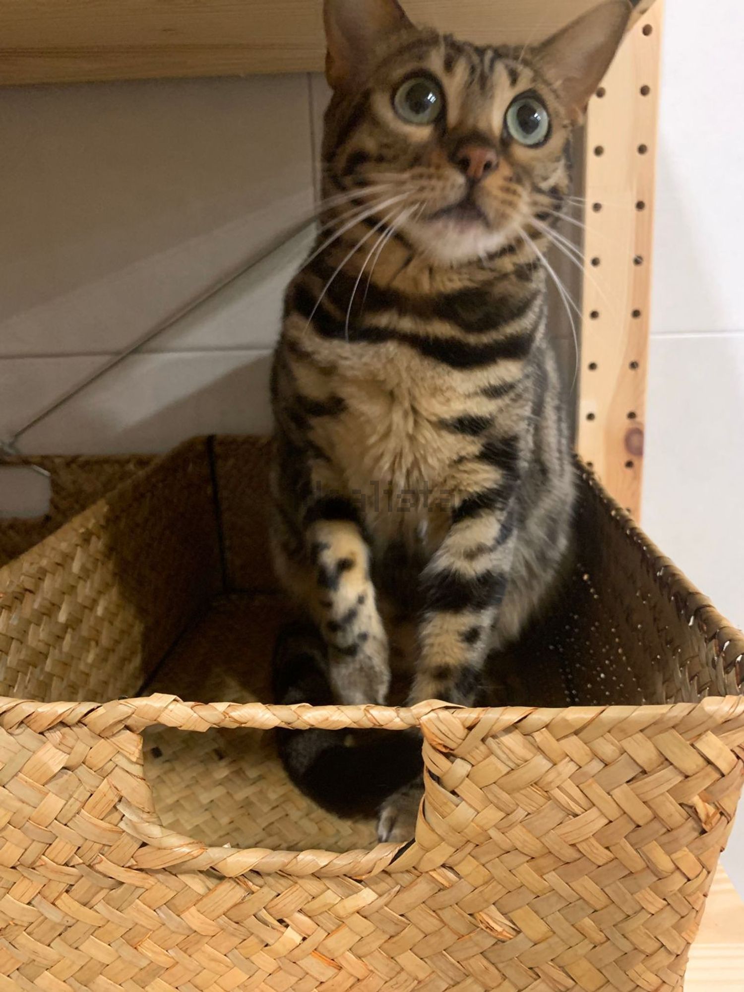 出租房间在Rua das Tecedeiras, 14 - 照片