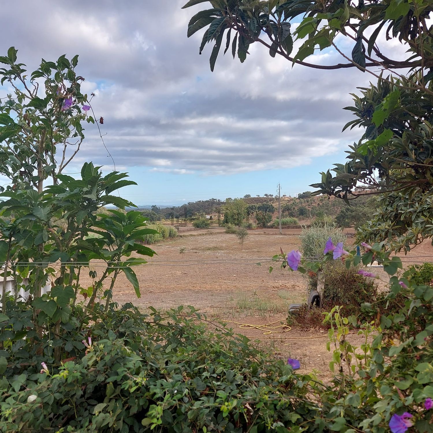 阿连特茹山出售Zona rural de Cercal do Alentejo Zonarural - 花园