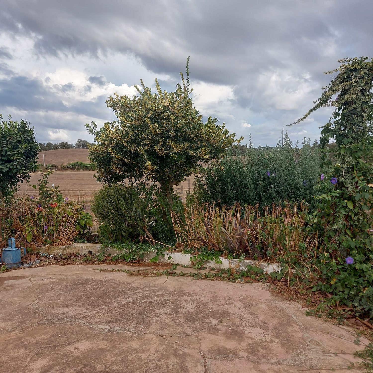 阿连特茹山出售Zona rural de Cercal do Alentejo Zonarural - 花园