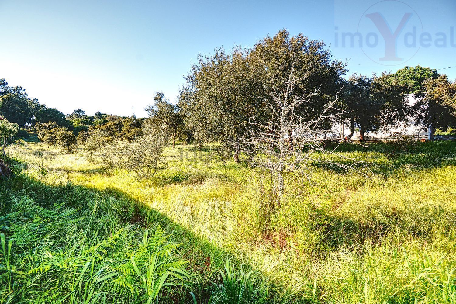 庄园出售在Melides - 花园