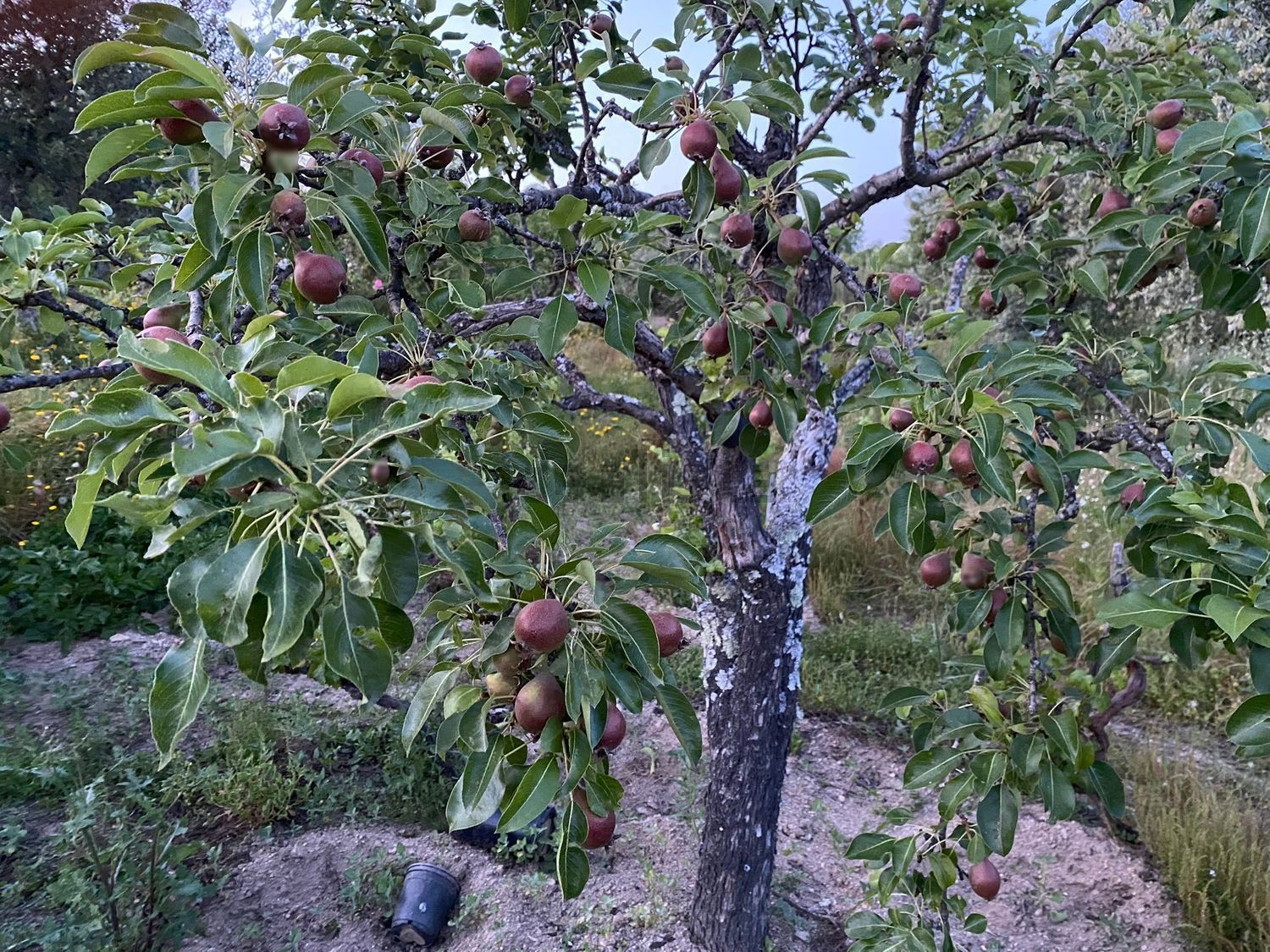 农庄出售在Estrada Das Aranhas, 20 - 花园
