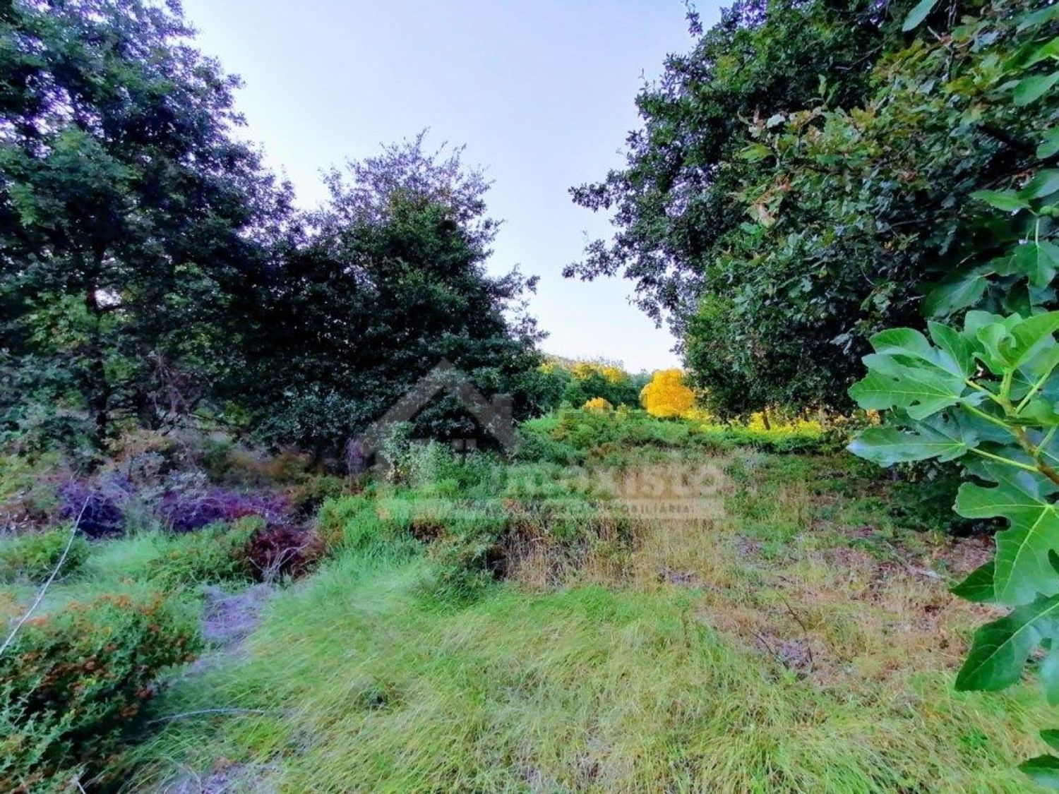 庄园出售在Pedrógão Grande - 花园