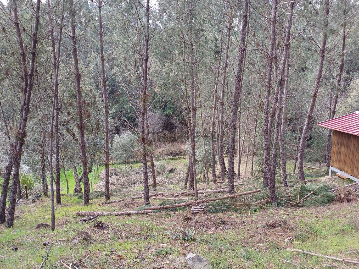 联排别墅出售在Rua da Capela, codiceira - 详情