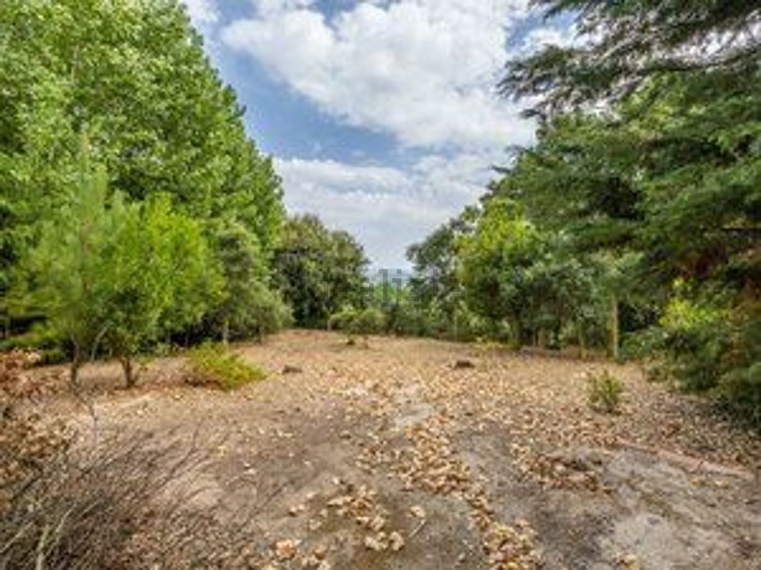 庄园出售Vinharias, 2460, Cela, Leiria, Portugal s/n - 花园