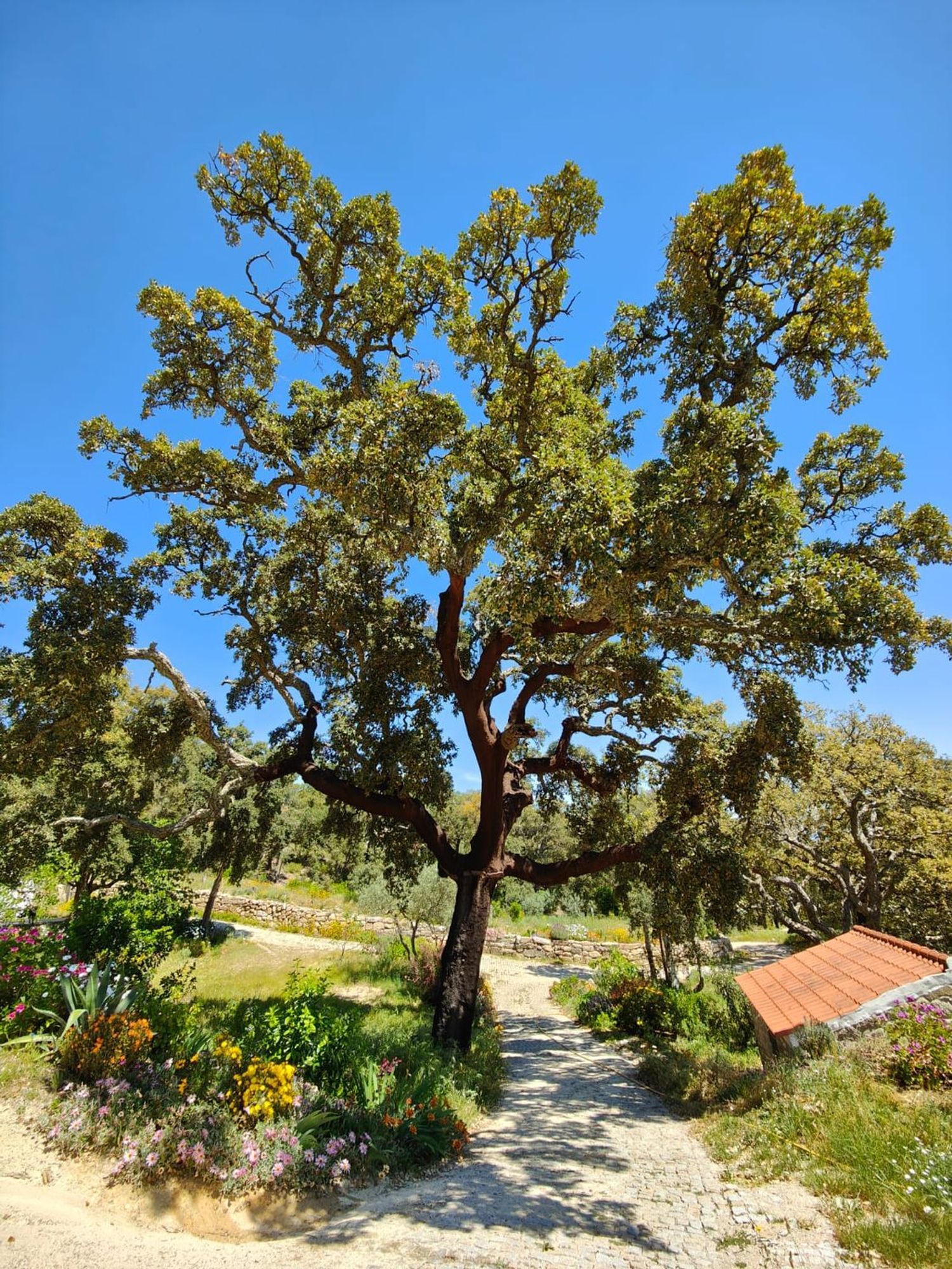 庄园出售Quinta da Barroquinha s/n - 花园